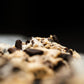 Oreo-gasm