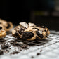 Oreo-gasm